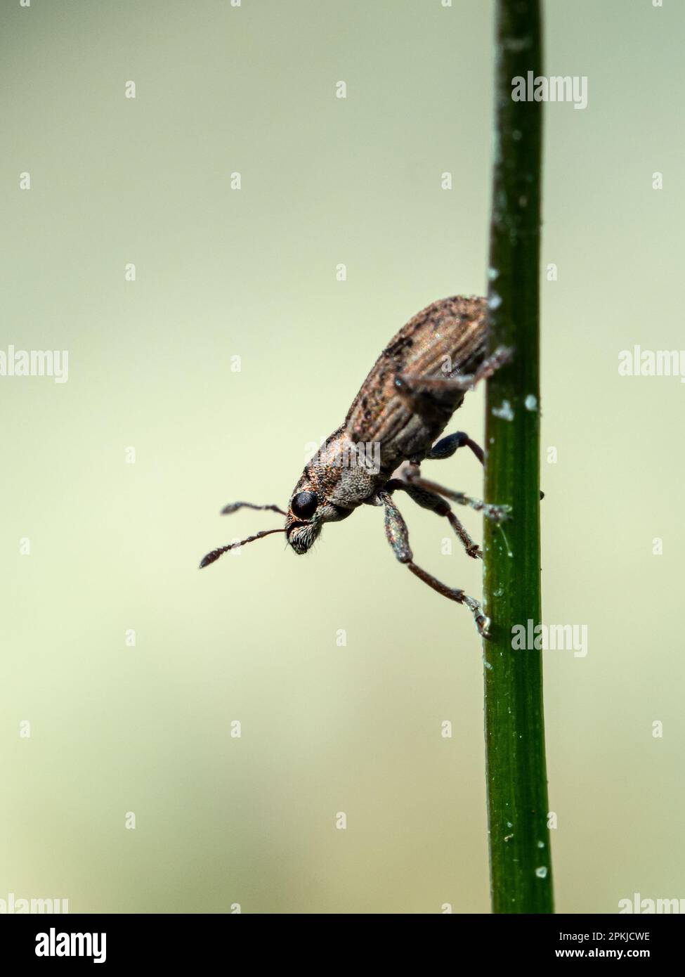 Weevil su Un lama di erba Foto Stock