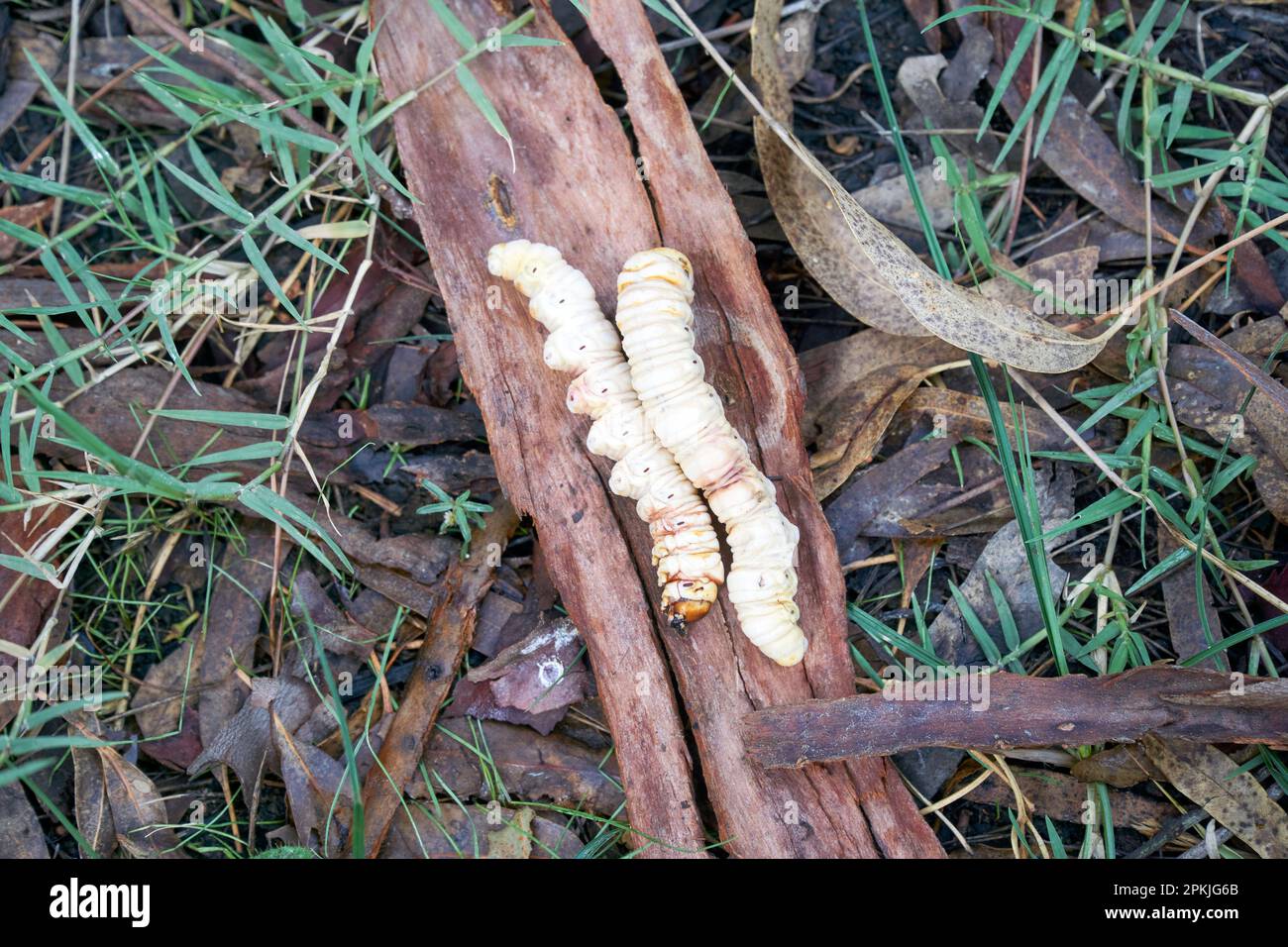 Il grub Bardi vive in gallerie nel terreno e gli adulti pupilano nella Rain Moth o Trictena atripalpis Foto Stock