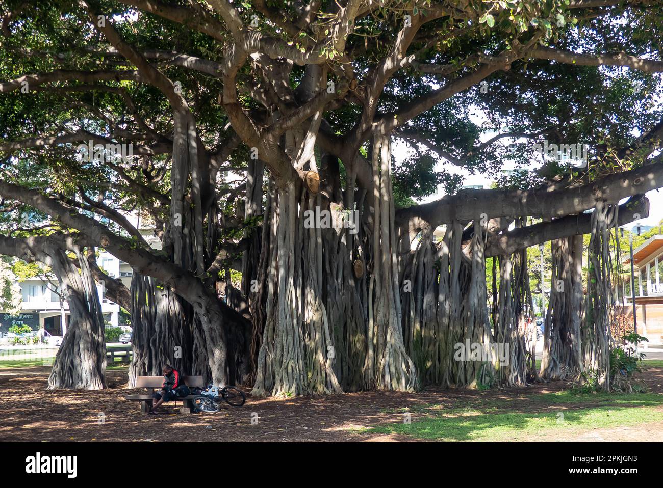 Waikiki Beach alle Hawaii: Il magnifico albero di Banyan (Ficus benghalensis) con le sue radici aeree Foto Stock