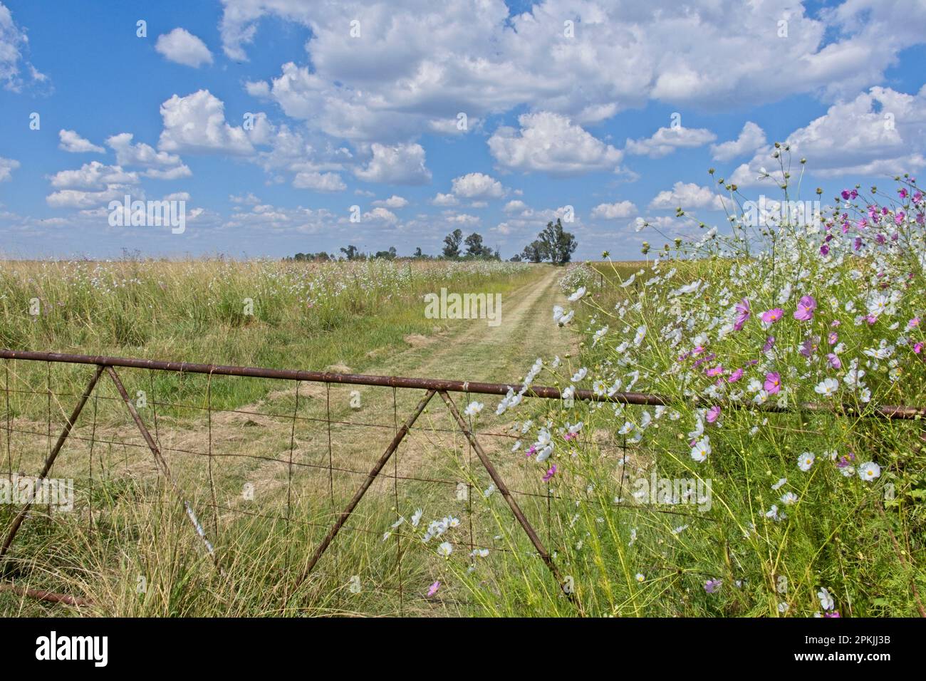Pista di fattoria con cancello vecchio chiuso e fiori Cosmos che fiancheggiano la pista. Foto Stock
