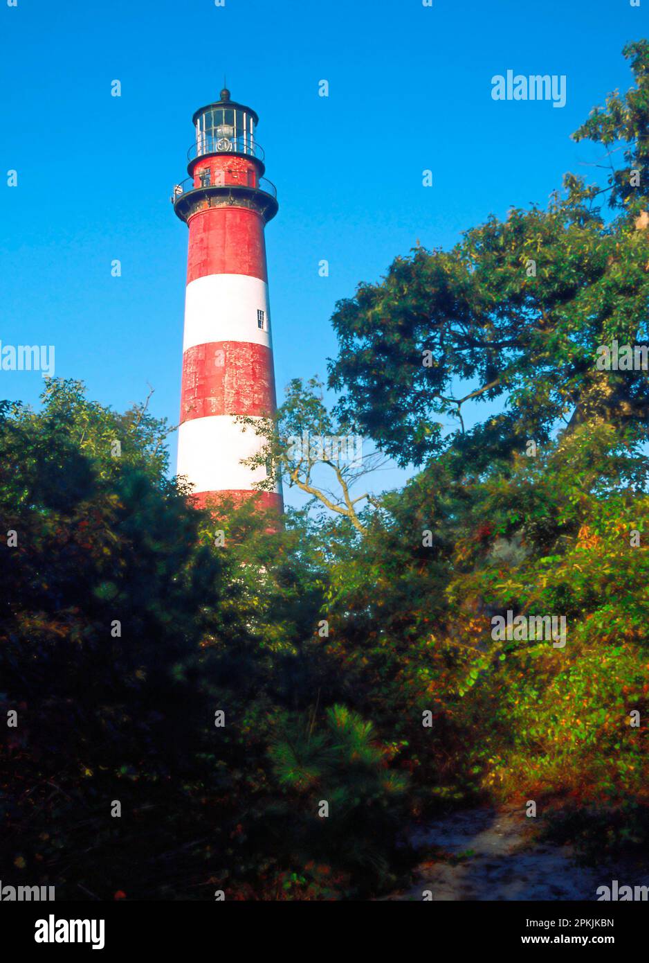Faro di Assateague; strisce di canna da zucchero; rosso; bianco; sorge sopra gli alberi; Faro; storico, 1867, doppio faro rotante, Chincoteague NWR; Virginia; AS Foto Stock