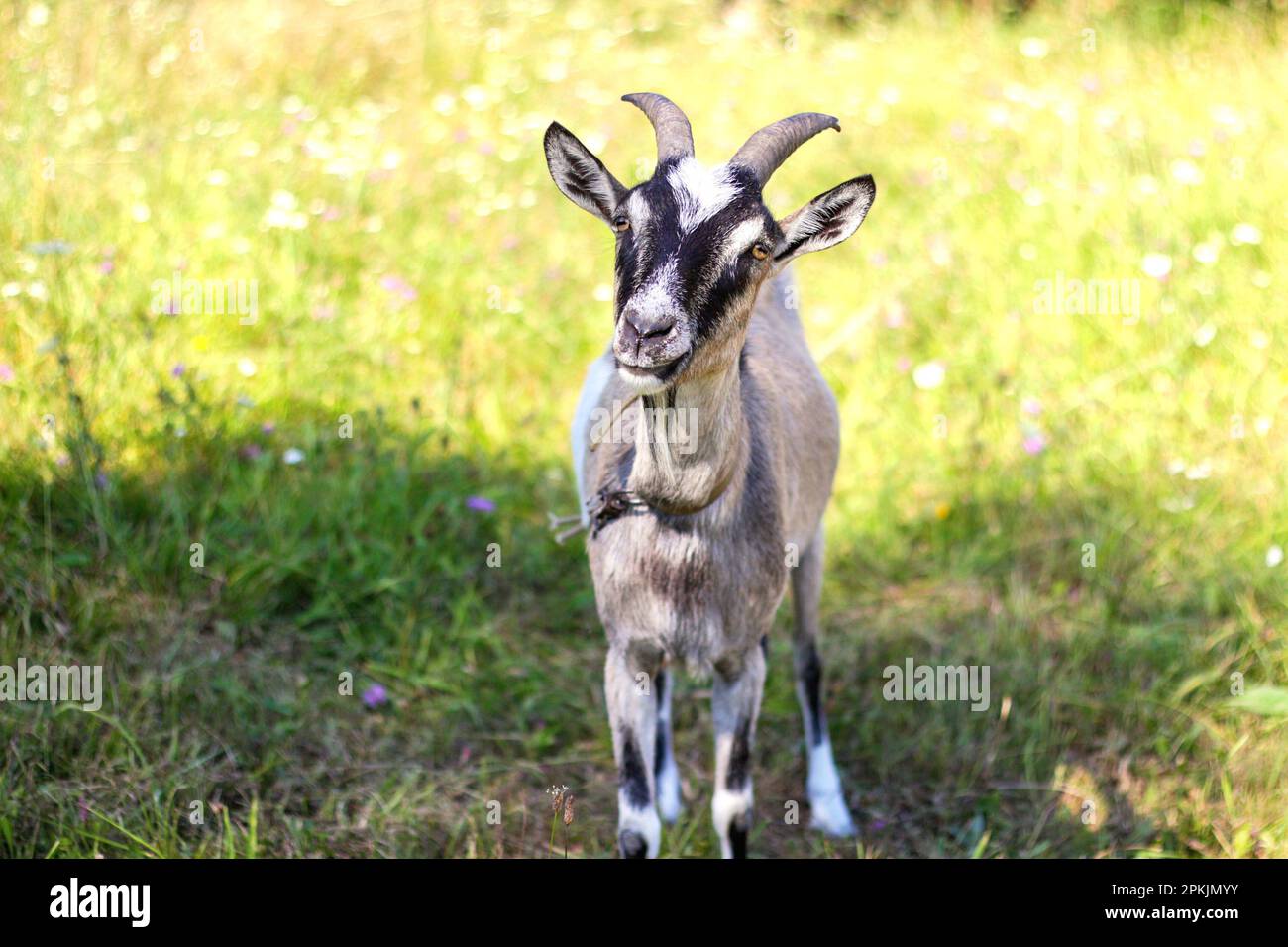 Capra ritratto fuori in estate. Due capre guardano la telecamera. Capra di Toggenburg contro la natura verde erba sfondo. Fuori fuoco. Foto Stock