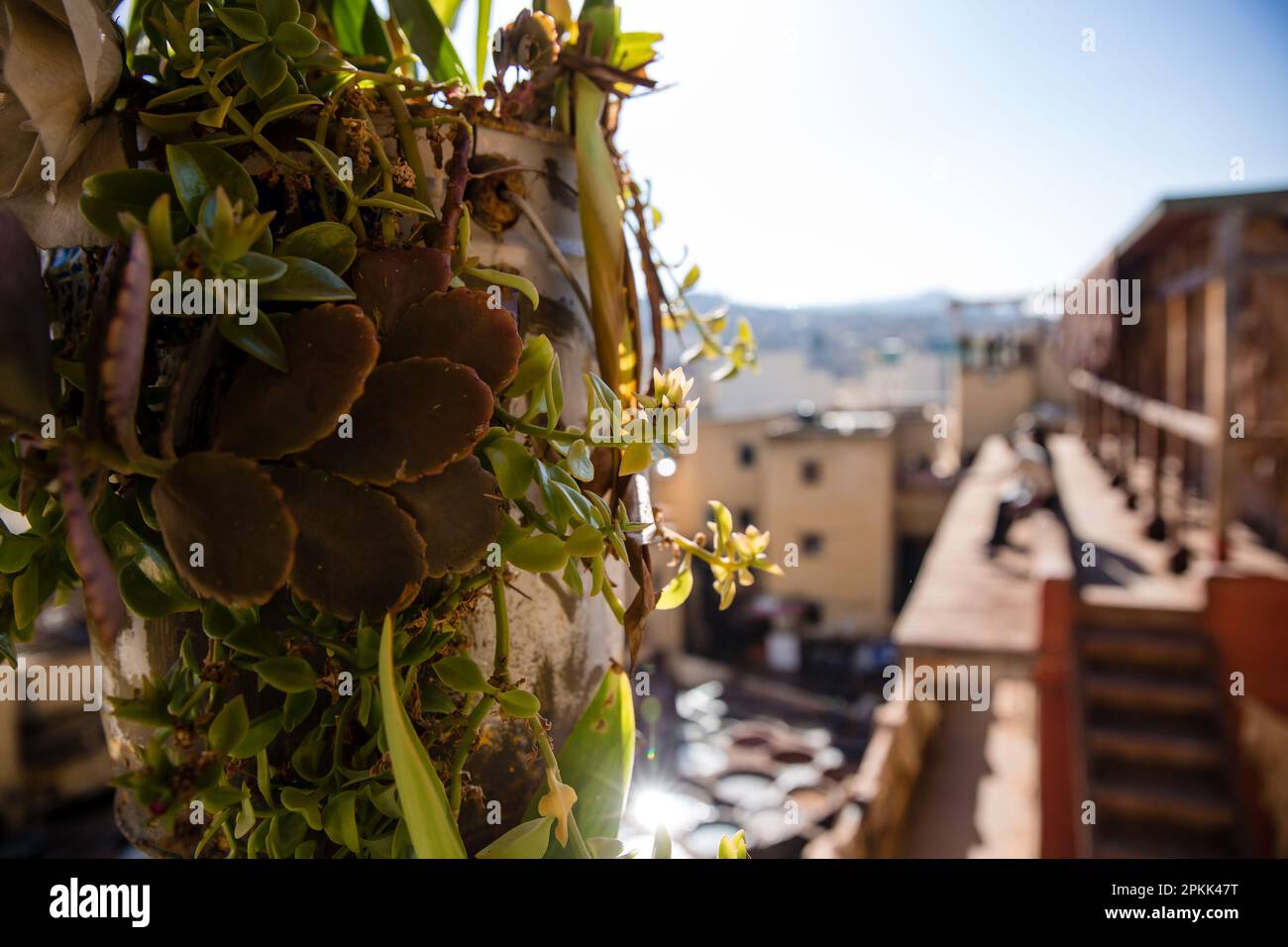 Una pianta cresce su un edificio a Fez Medina Marocco Foto Stock