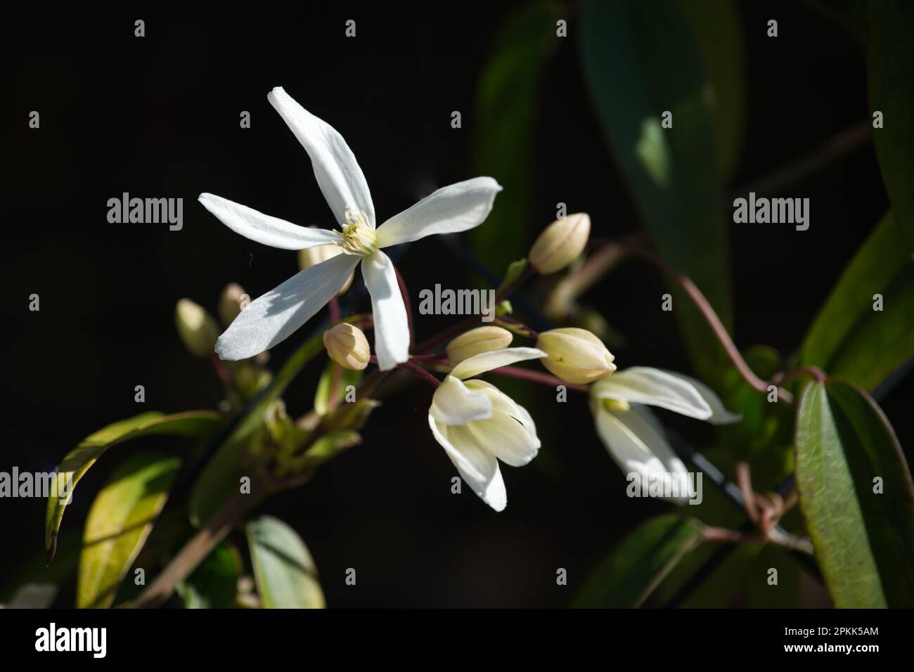 Fiori primaverili e fogliame di sempreverde Clematis armandii Snowdrift nel giardino britannico aprile Foto Stock