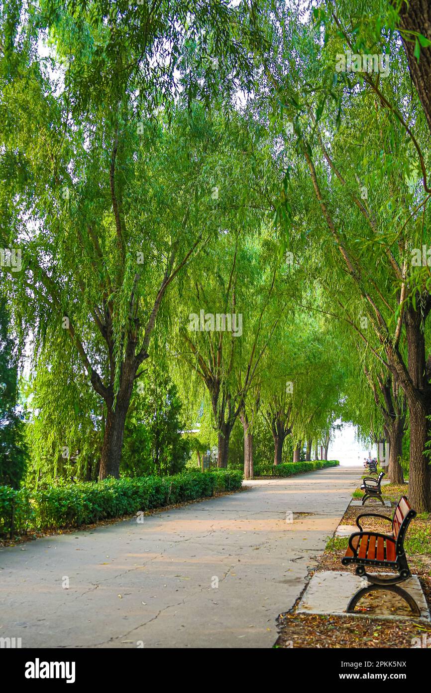 Vicolo verde nel parco in una giornata estiva in Cina Foto Stock