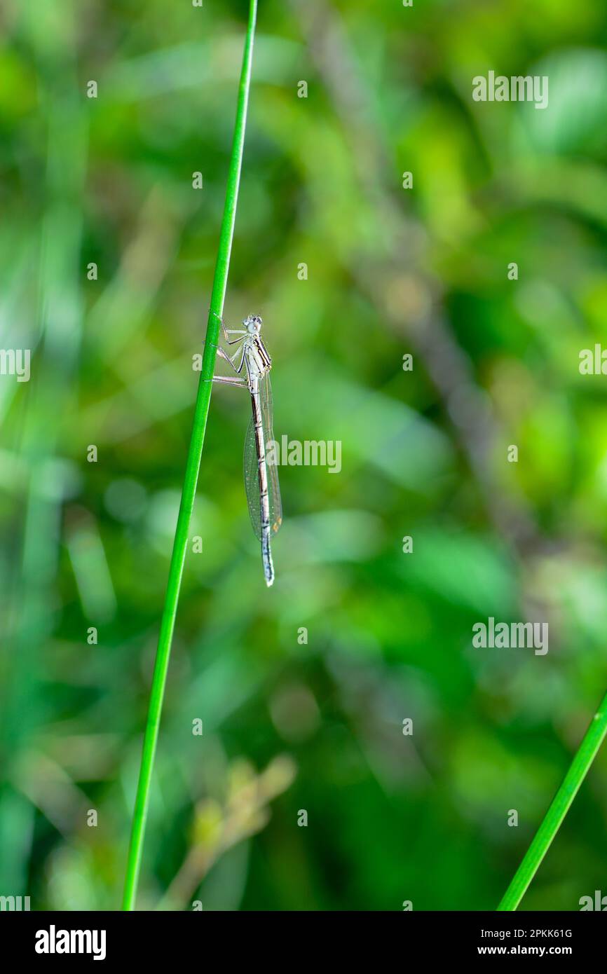 Dragonfly piume comune ( pennipes Platycnemis ) femmina, su un filo d'erba Foto Stock