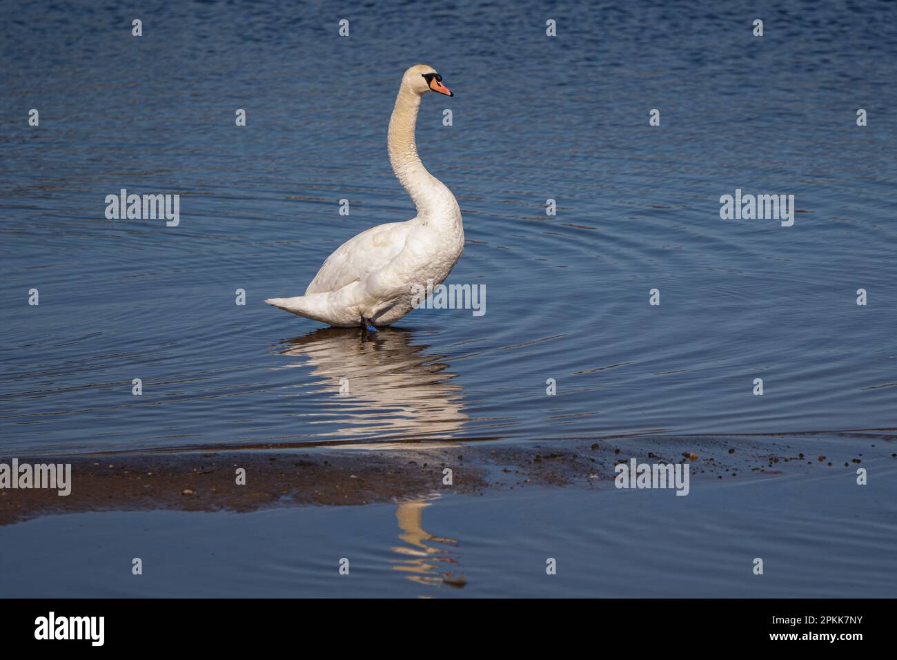 Cigno muto adulto (Cygnus olor), maschio nel fiume Irwell tra Manchester e Salford nord-ovest dell'Inghilterra. Regno Unito. Foto: Garyroberts/worldwi Foto Stock