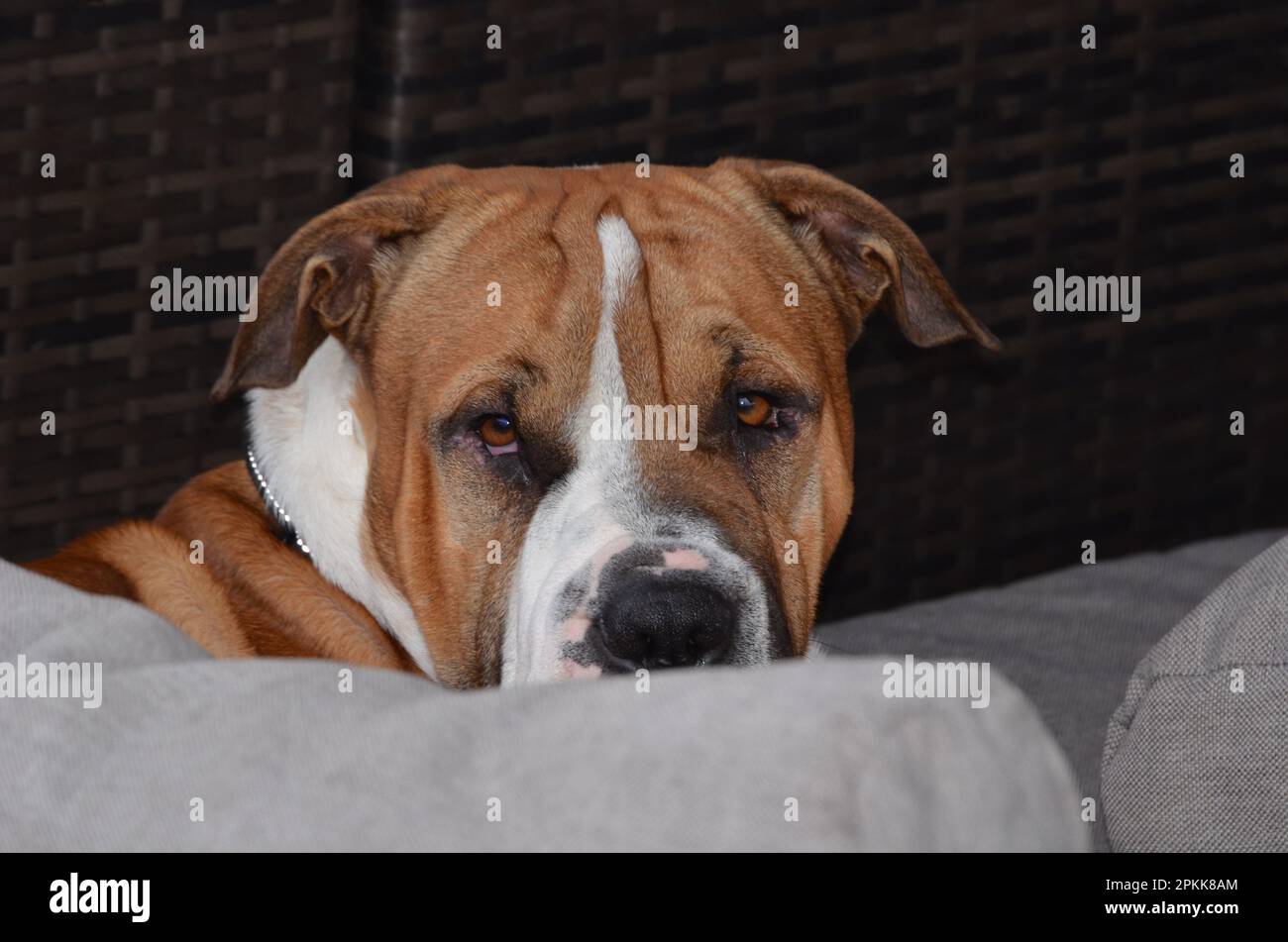 Shar Pei X Mastiff Dog guardando la macchina fotografica Foto Stock