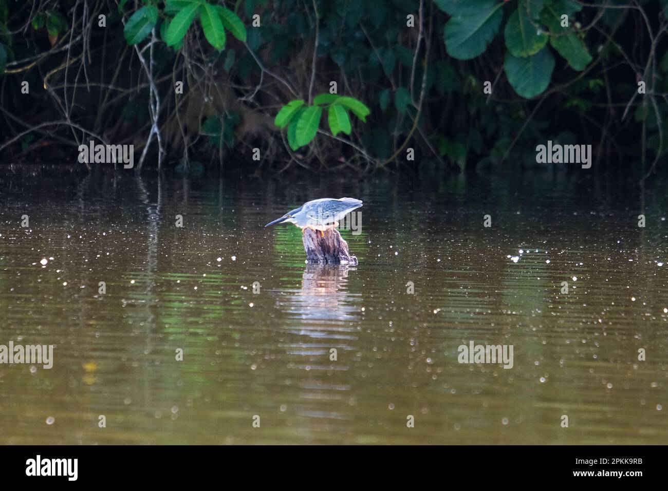 Ardeidae rapina sull'acqua al lago Sandoval. Uccello Heron guardando la sua caccia all'acqua. Uccello in posizione di caccia. Fotografia metaforica guidata da obiettivi Foto Stock