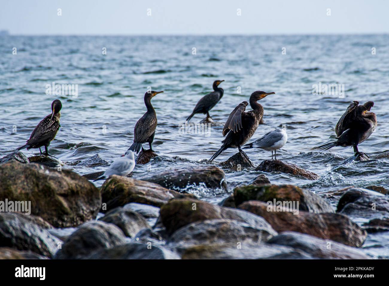 gruppo di cormorani che riposano nel mar baltico Foto Stock