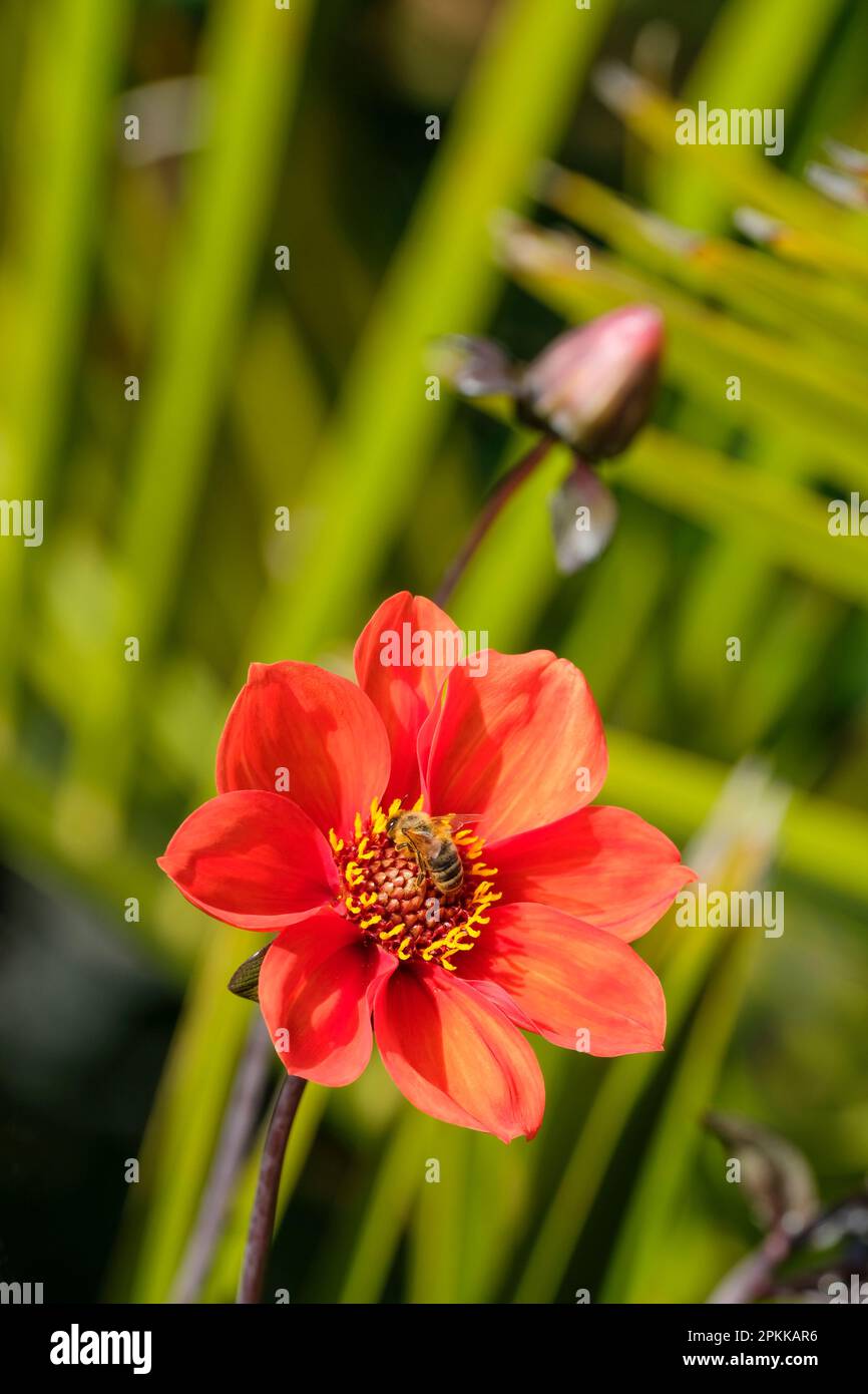 Dahlia vescovo di oxford, fiori d'arancio singoli, fogliame scuro, ape nutrire Foto Stock