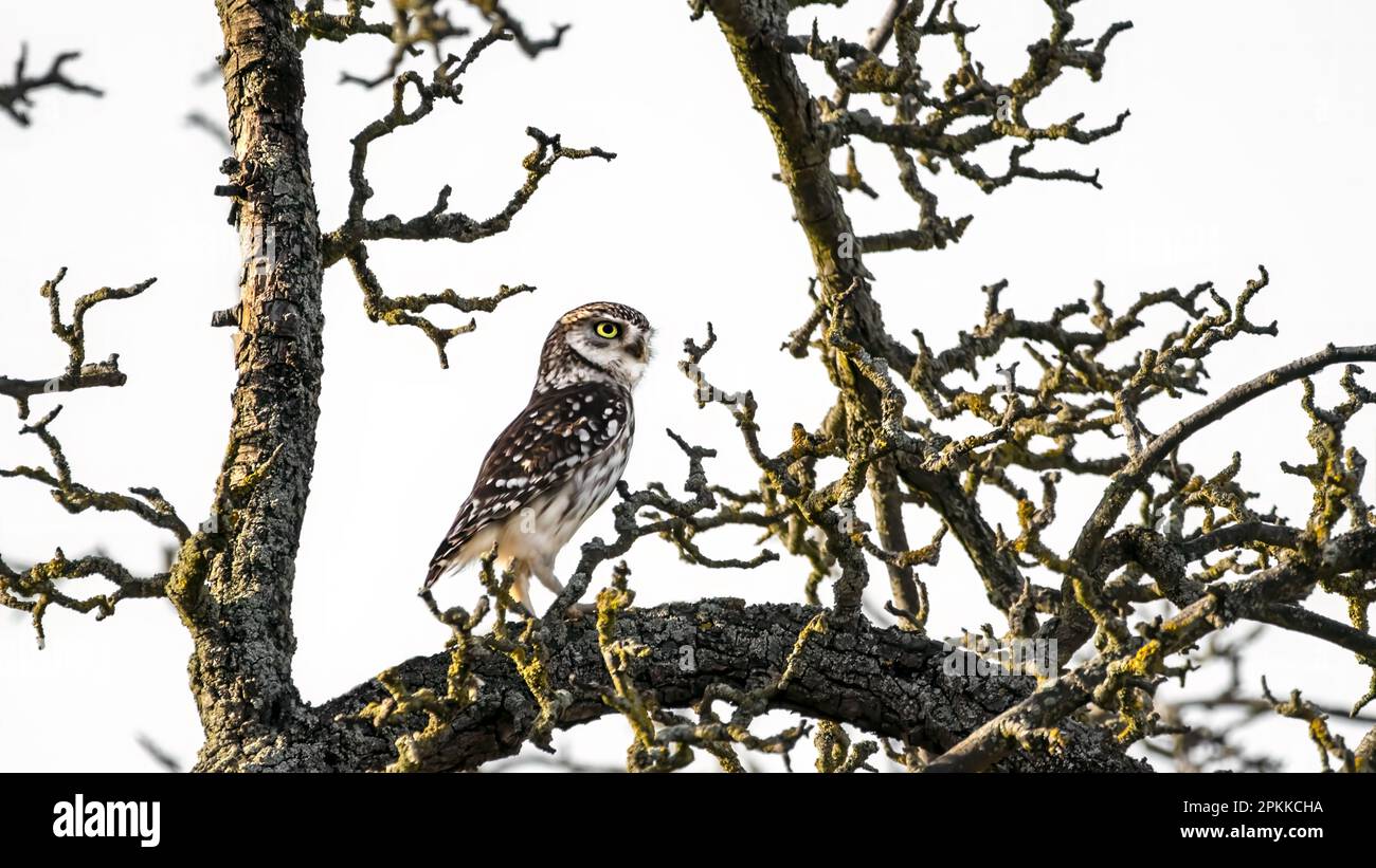 Un piccolo gufo , gufo di Atena , gufo di Minerva (nocciola di Atene ) che si aggreda in un vecchio melo e guarda curiosamente in lontanissimo Foto Stock