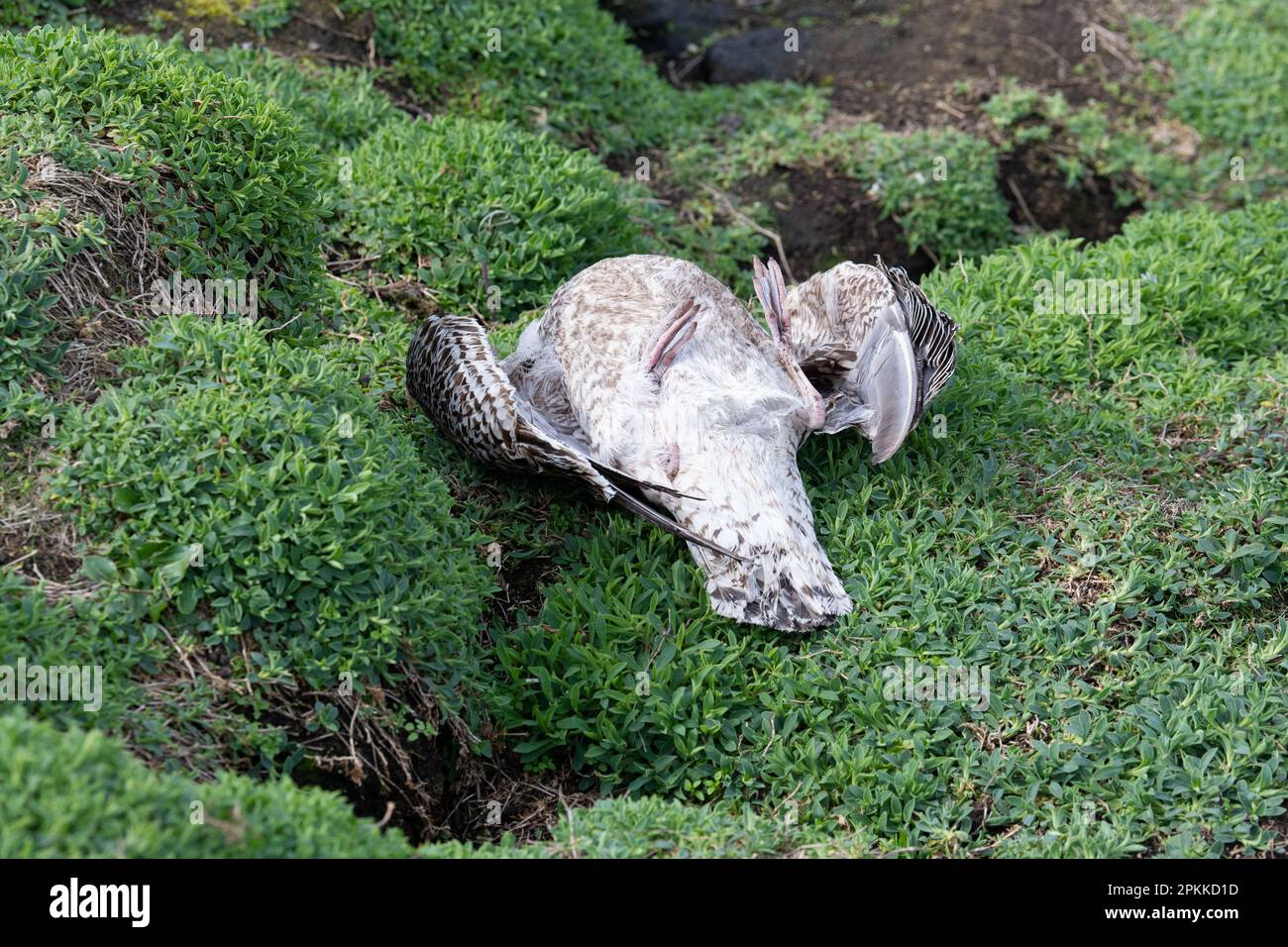 Gabbiano morto sull'isola di maggio, Fife, Scozia, Regno Unito Foto Stock