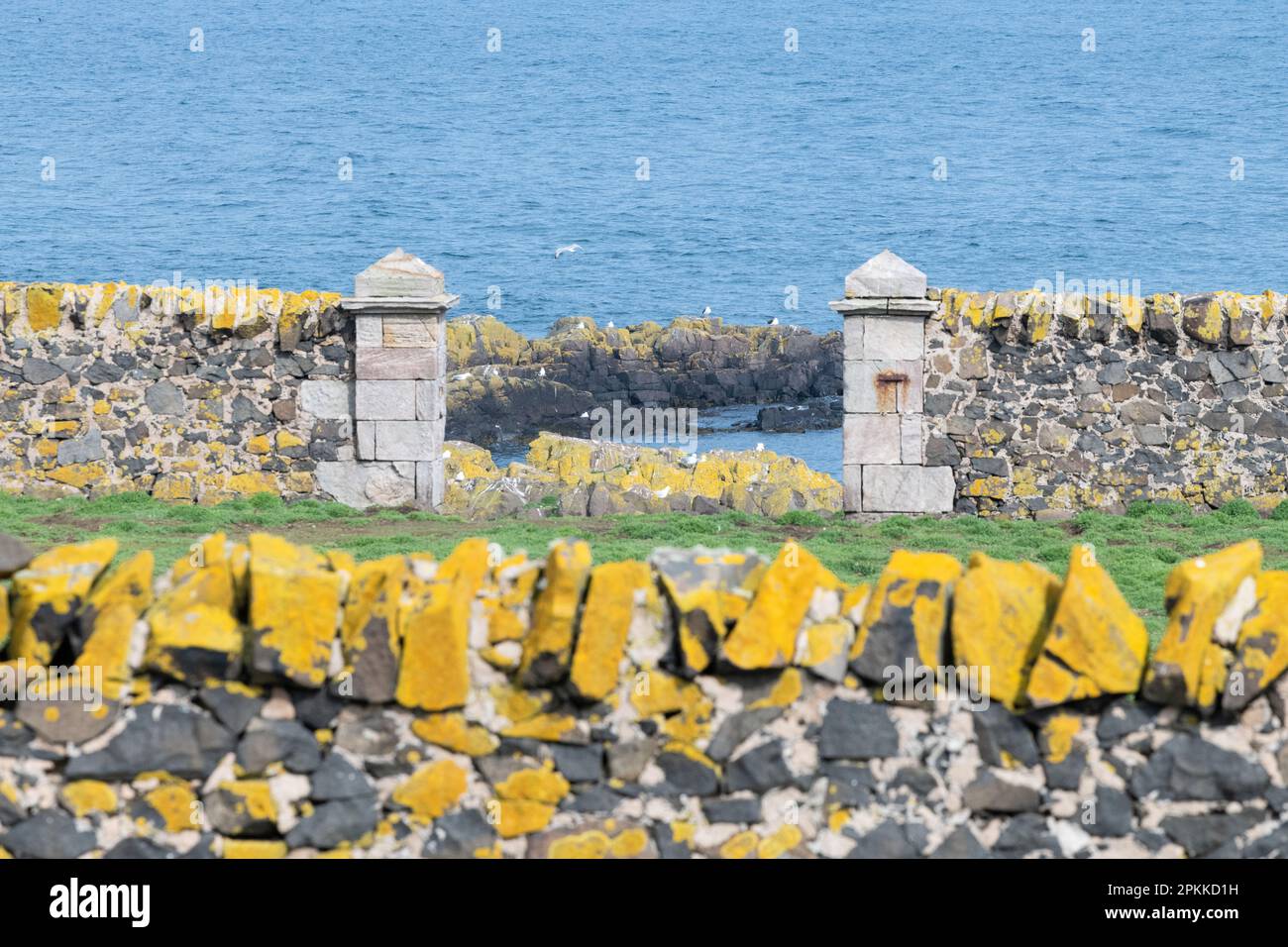 Xanthoria parientina o lichene arancione comune su pareti e rocce sull'isola di maggio, Fife, Scozia, Regno Unito Foto Stock