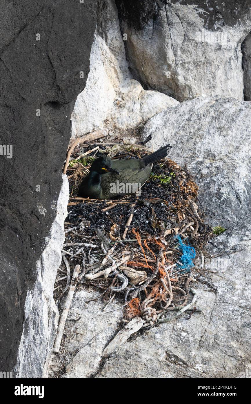 Plastica e detriti marini nel nido degli uccelli marini di Shag comune - Isola di Maggio, Scozia, Regno Unito Foto Stock
