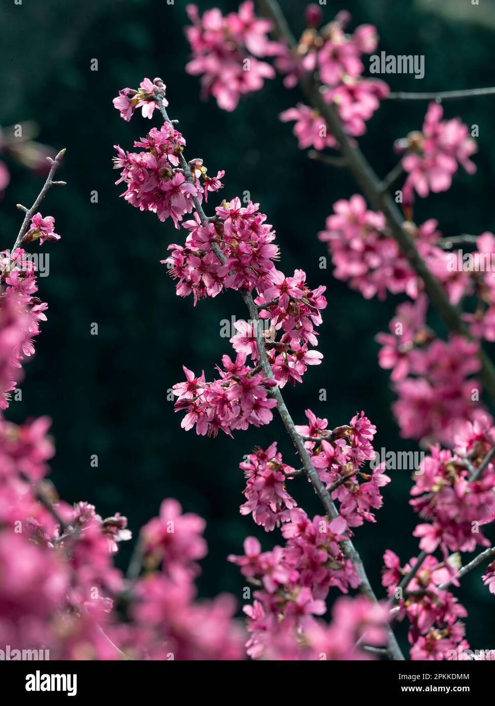 Prunus 'Collingwood Ingram' in fiore all'inizio di aprile Norfolk Foto Stock