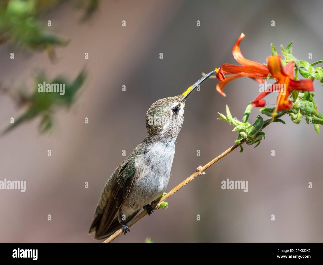 Una femmina adulta di colibrì Costa (Calypte costae) che si nutre nel Madera Canyon, Arizona meridionale, Arizona, Stati Uniti d'America, Nord America Foto Stock