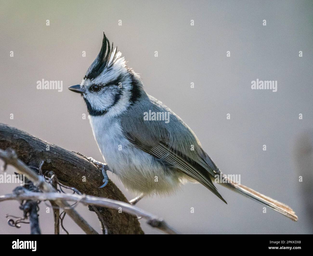 Un titmouse bridled adulto (Baeolophus wollweberi), canyon di Madera, Arizona meridionale, Arizona, Stati Uniti d'America, Nord America Foto Stock