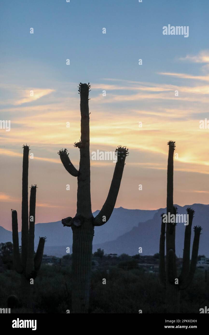 Cactus di Saguaro (Carnegiea gigantea), fotografato all'alba nella Sweetwater Preserve, Tucson, Arizona, Stati Uniti d'America, Nord America Foto Stock