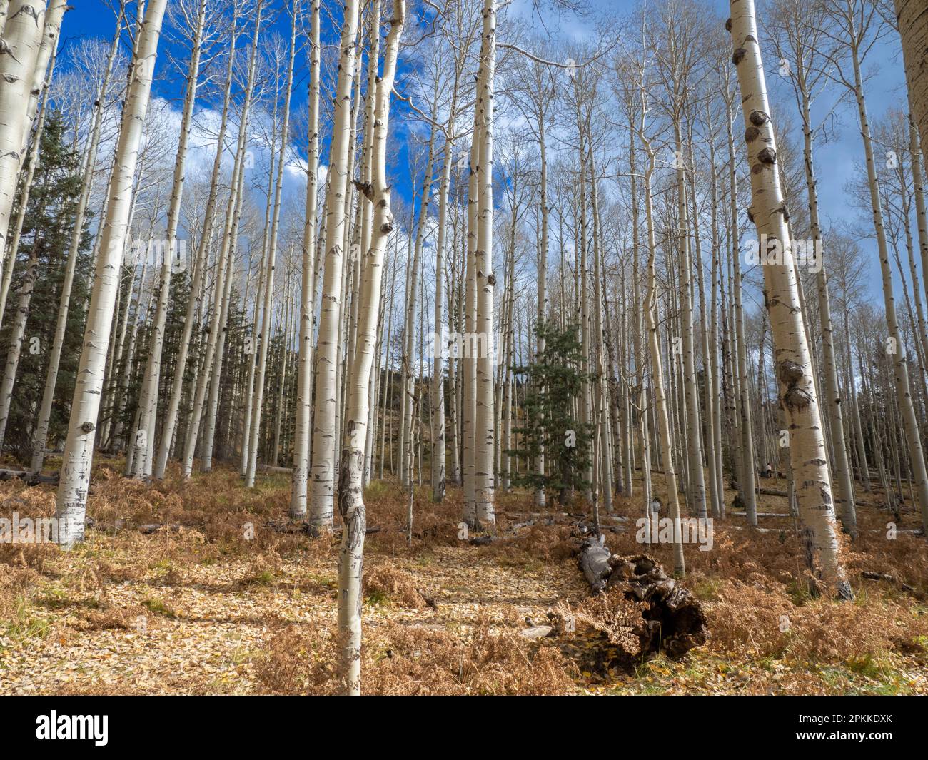 Un boschetto di aspens tremante (Populus tremuloides), in colorazione autunnale vicino Snowbowl, Flagstaff, Arizona, Stati Uniti d'America, Nord America Foto Stock