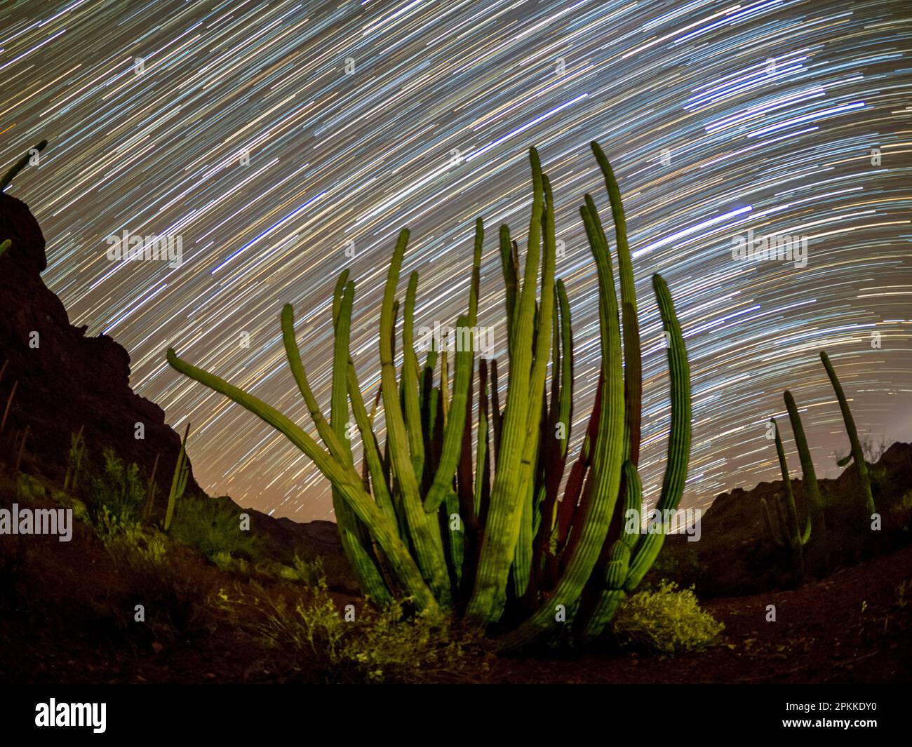 Cactus pipe organo (Stenocereus thurberi) di notte in Organ pipe Cactus National Monument, Sonoran Desert, Arizona Foto Stock