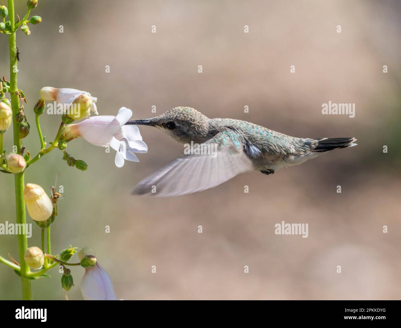 Una femmina adulta di colibrì Costa (Calypte costae) che si nutre nel Madera Canyon, Arizona meridionale, Arizona, Stati Uniti d'America, Nord America Foto Stock
