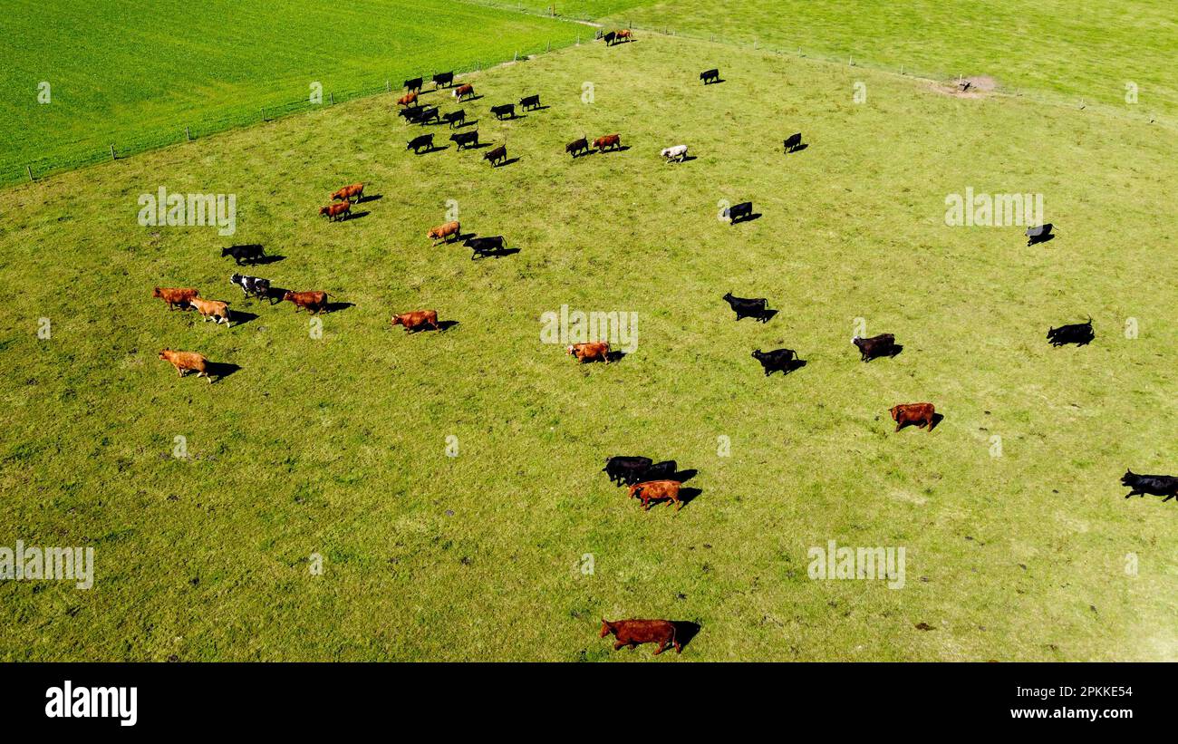 Una mucca in un prato, erba verde su un pascolo, un campo di un agricoltore. Paesaggio agricolo. Zootecnia. Foto Stock