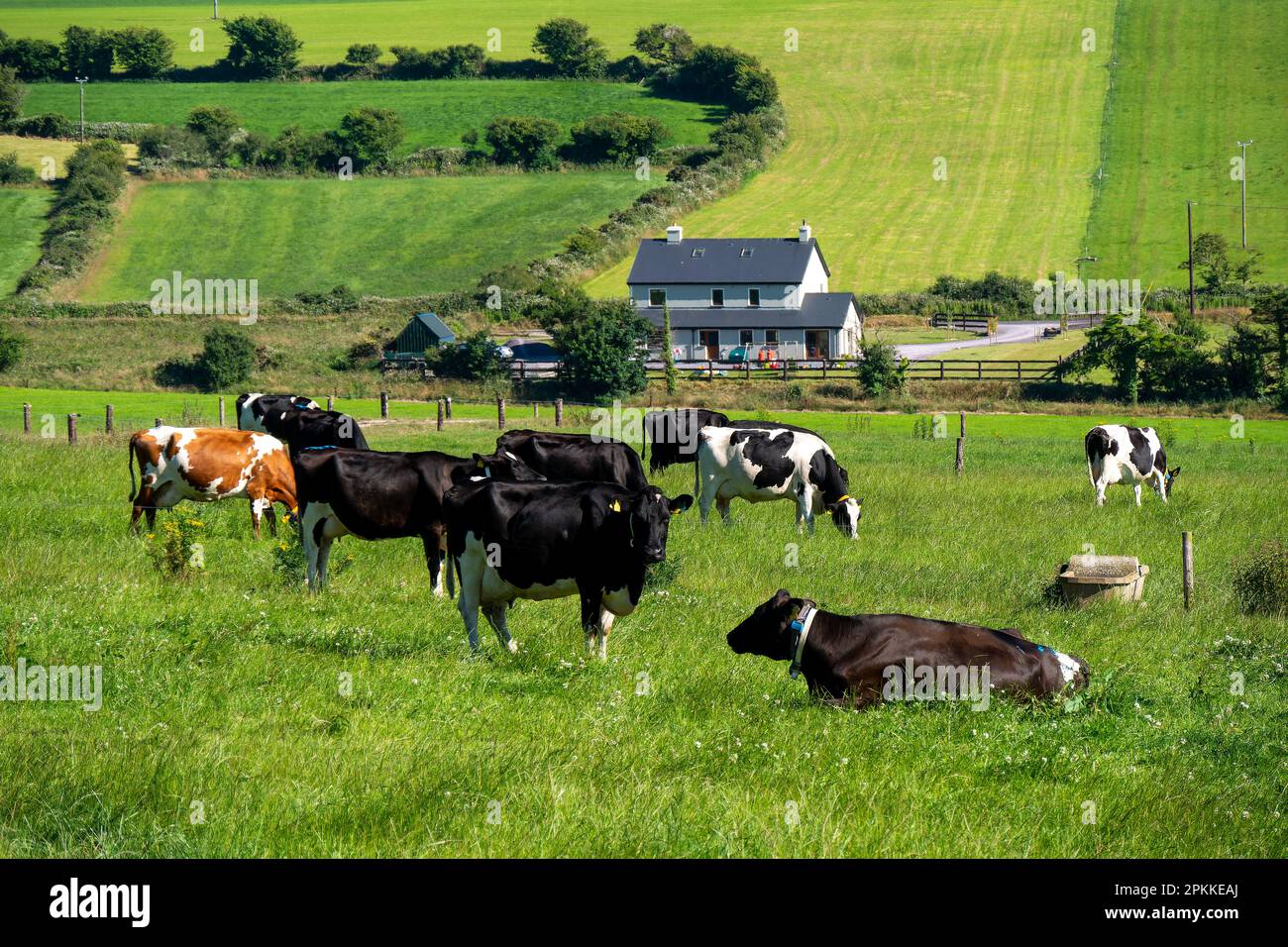 Mucche in un campo contadino in una giornata estiva. Freegrazing di bestiame bovino. Paesaggio agricolo. Allevamento in Irlanda. Mucca bianca e nera su erba verde Foto Stock