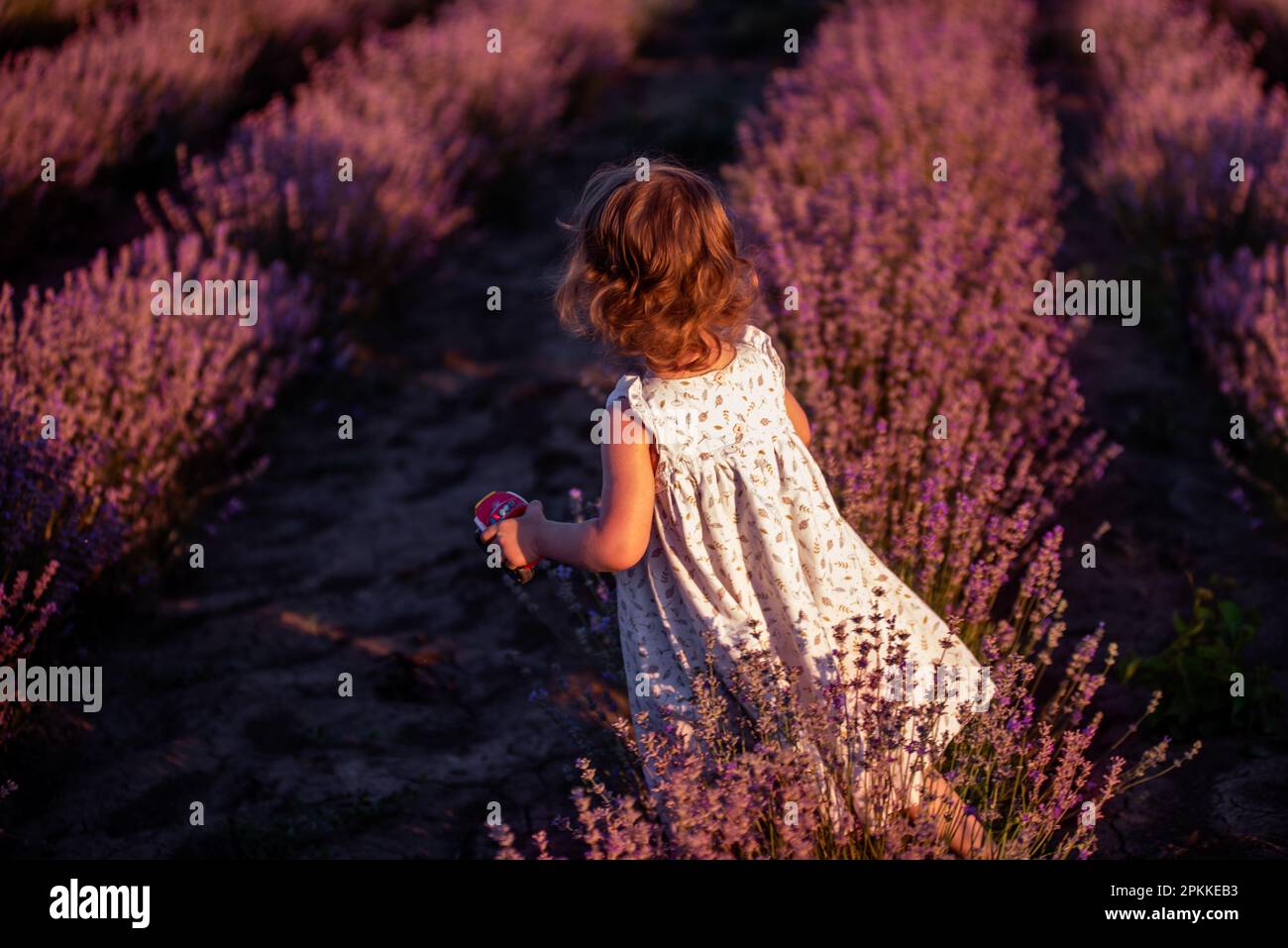 La bambina sfocata difocusa in vestito di fiori si erge con la schiena in campo di lavanda viola tra le file al tramonto. Bambino faceless del toddler hanno divertimento o Foto Stock