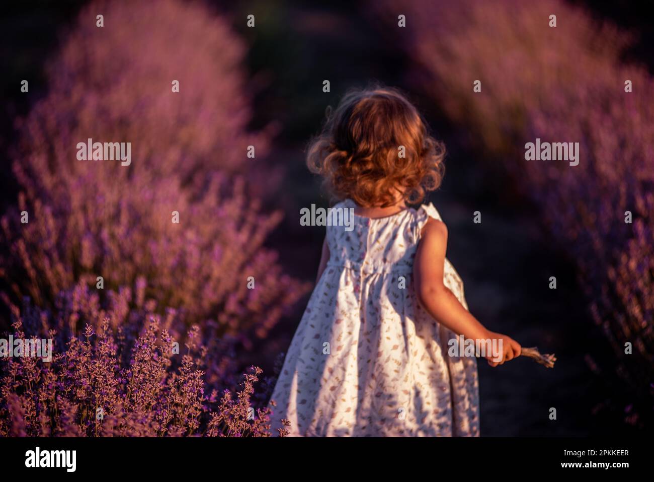 La bambina sfocata difocusa in vestito di fiori si erge con la schiena in campo di lavanda viola tra le file al tramonto. Bambino faceless del toddler hanno divertimento o Foto Stock