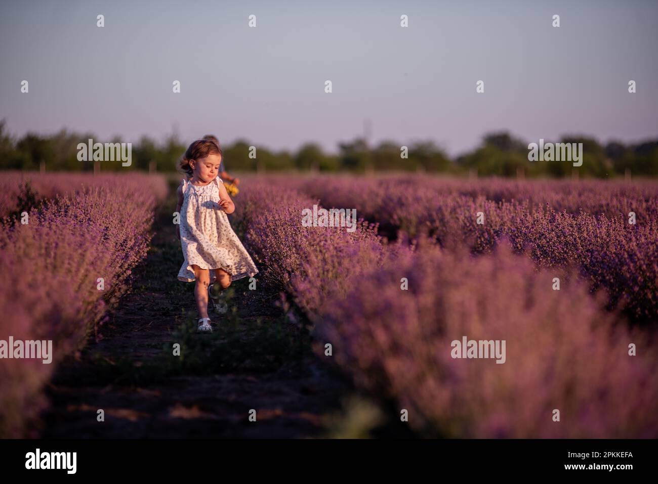 La bambina in vestito di fiore corre attraverso il campo di lavanda viola tra le file al tramonto. I bambini più piccoli si divertono a passeggiare in campagna. Allergia Foto Stock
