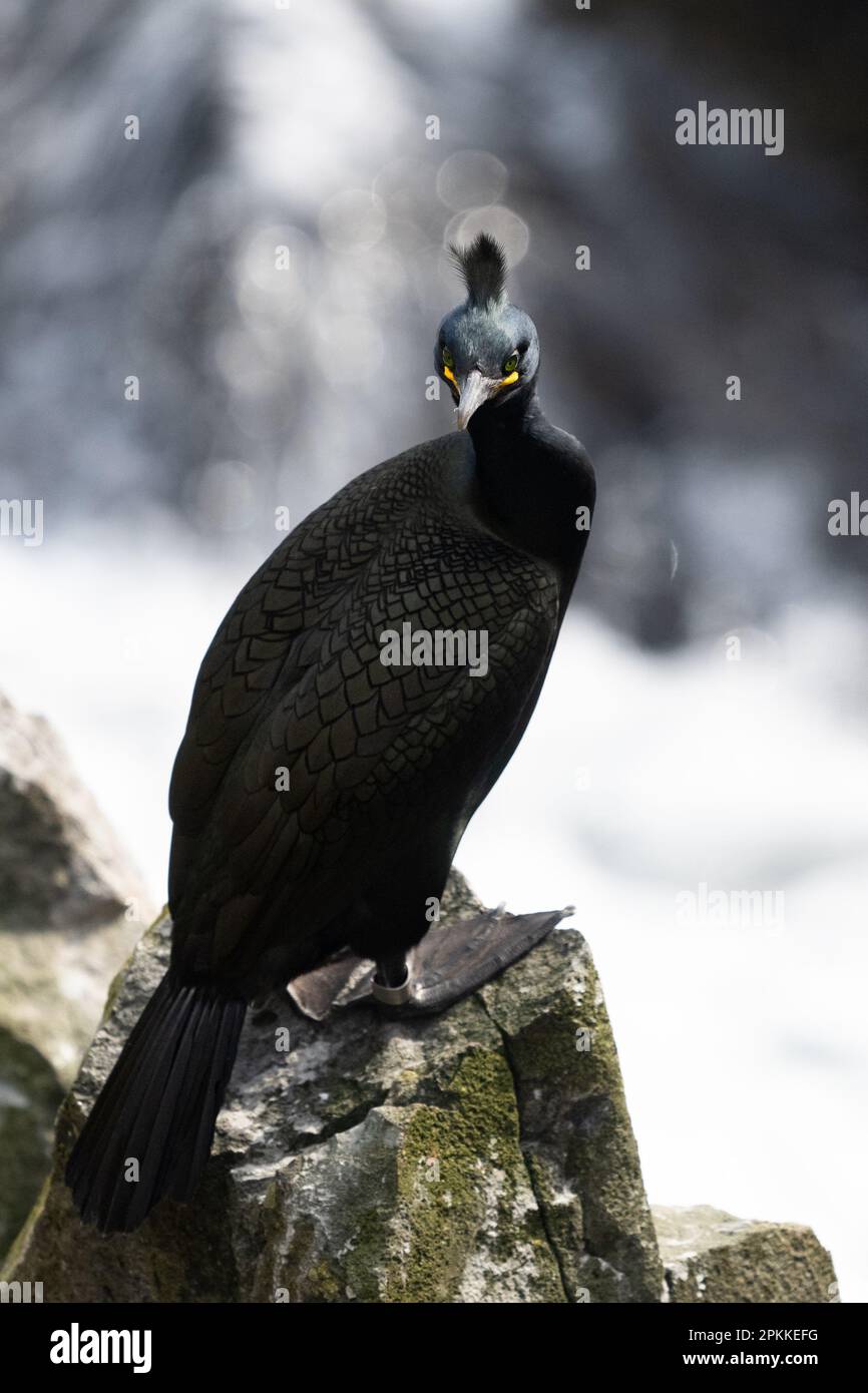 Shag Bird Gulosus aristotelis in piedi sulla fotocamera di fronte alla roccia - Isola di maggio, Scozia, Regno Unito Foto Stock
