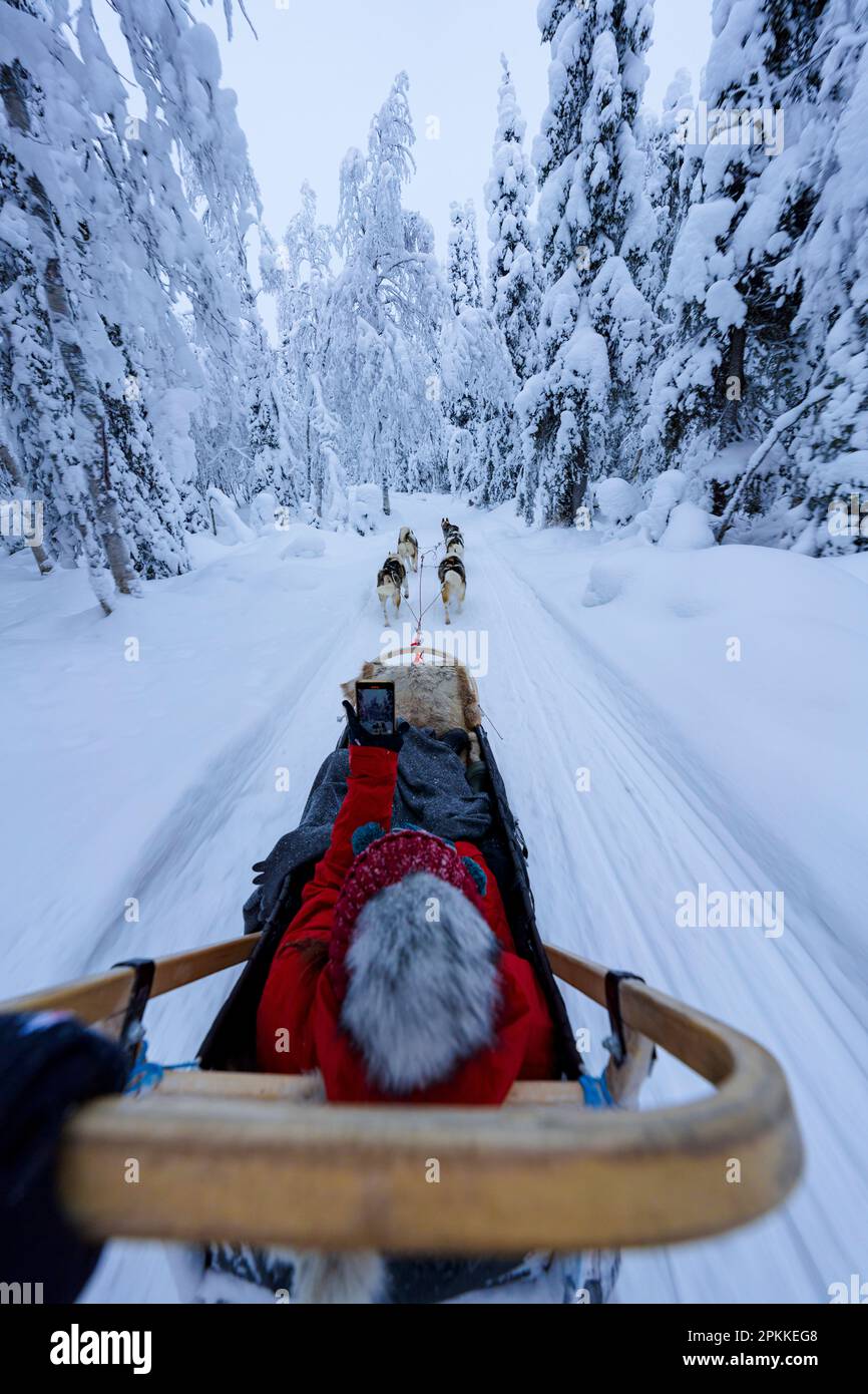 Prospettiva personale della donna su un cane da slitta che schiaffia un selfie con smartphone, Lapponia, Finlandia, Europa Foto Stock