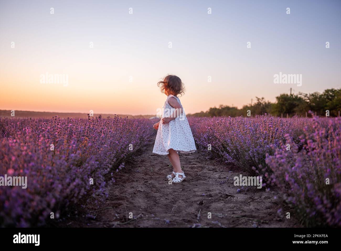 La bambina in vestito di fiore corre attraverso il campo di lavanda viola tra le file al tramonto. I bambini più piccoli si divertono a passeggiare in campagna. Allergia Foto Stock