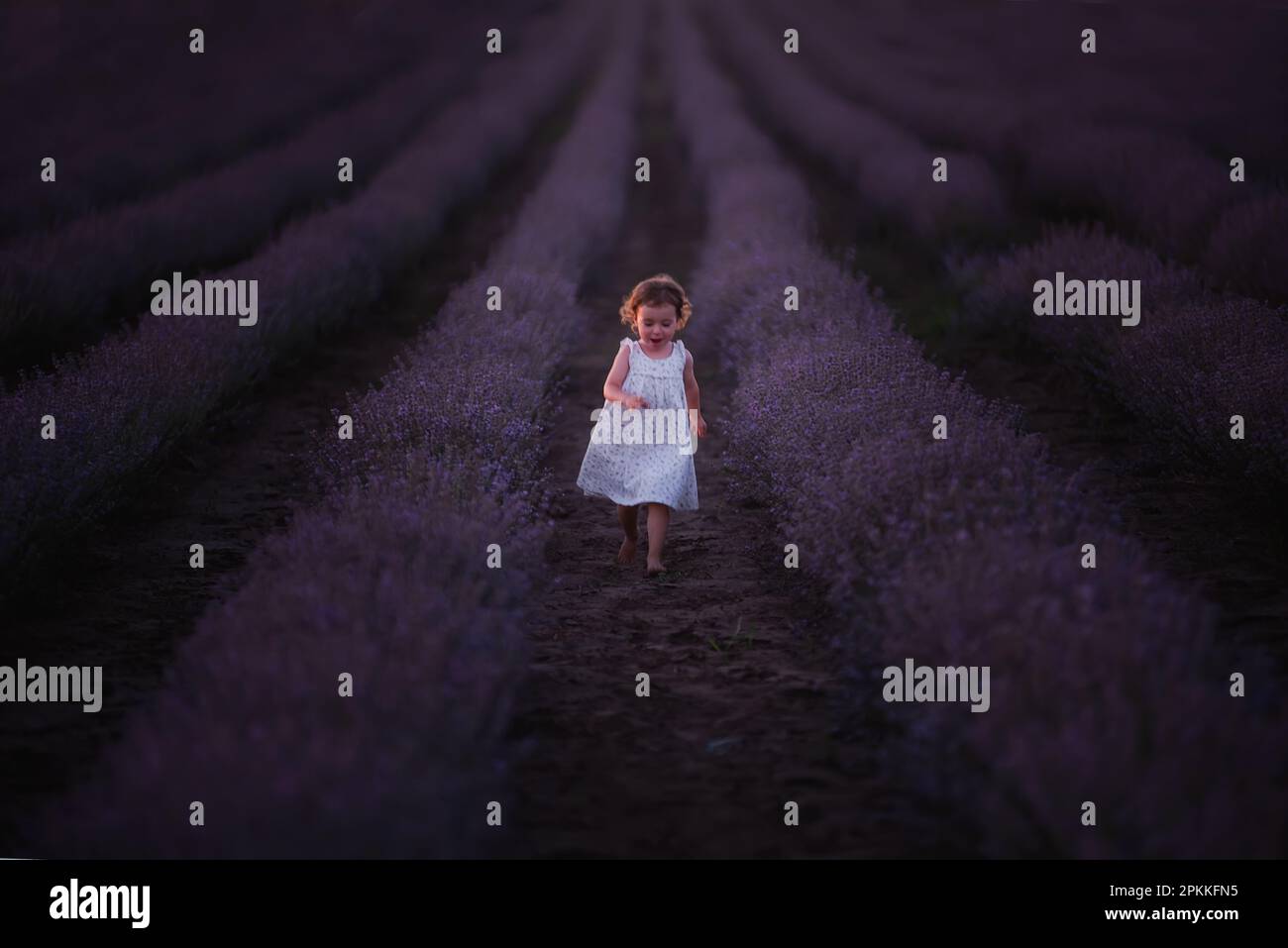 La bambina in vestito di fiore corre a piedi nudi attraverso il campo di lavanda viola tra le file al tramonto. I bambini più piccoli si divertono a passeggiare in campagna. Foto Stock