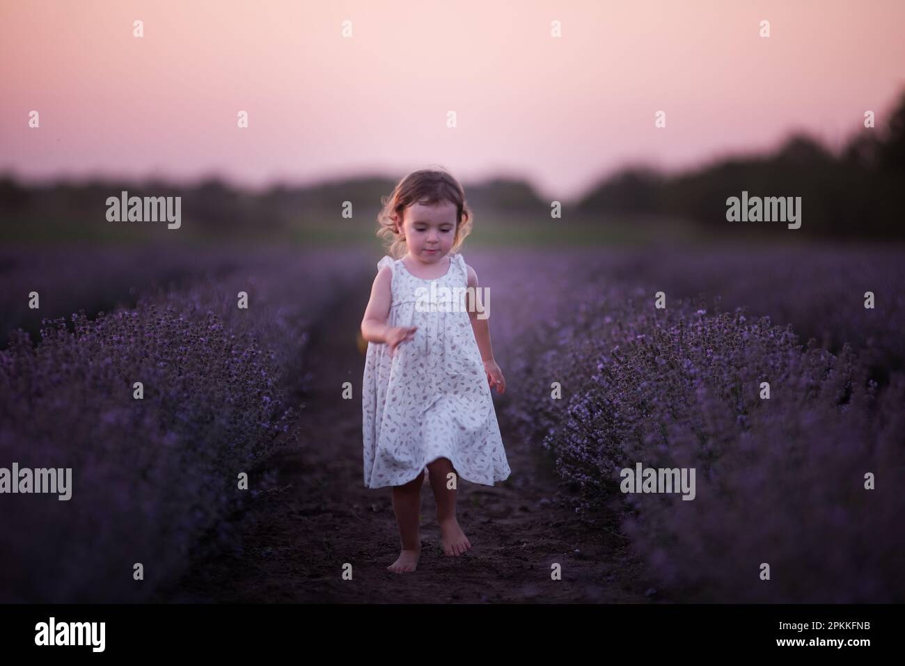 La bambina in vestito di fiore corre a piedi nudi attraverso il campo di lavanda viola tra le file al tramonto. I bambini più piccoli si divertono a passeggiare in campagna. Foto Stock