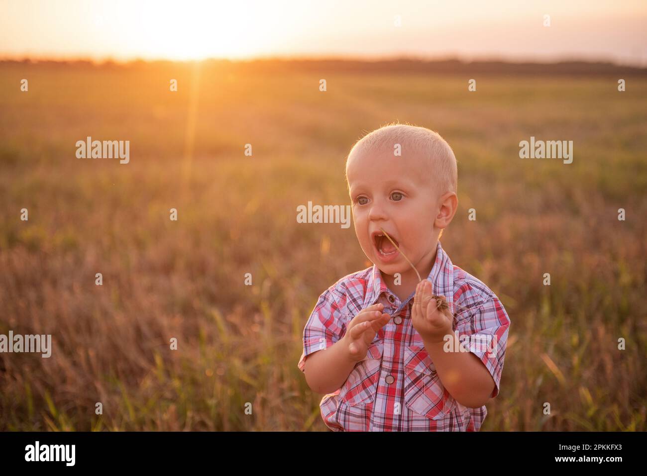 Primo piano ritratto di bambino in camicia a quadri. Todder con emozioni mangia spikelet di grano nel campo di falciatura ai raggi del sole del tramonto. Infanzia spensierata Foto Stock