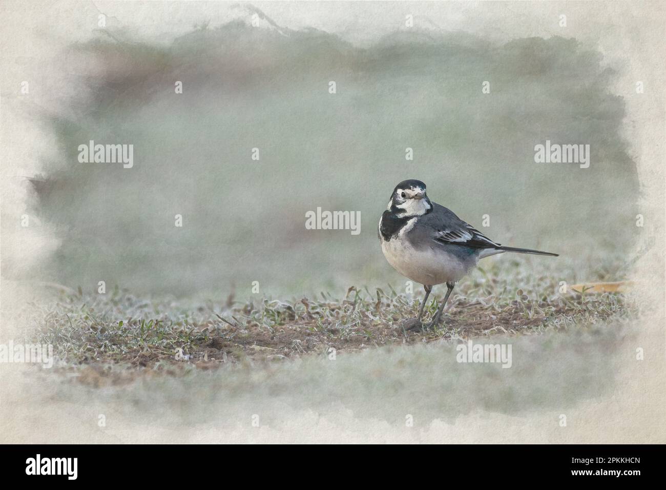 Dipinto digitale ad acquerello, Motacilla Alba Yarrellii su pascoli congelati durante l'inverno britannico. Foto Stock