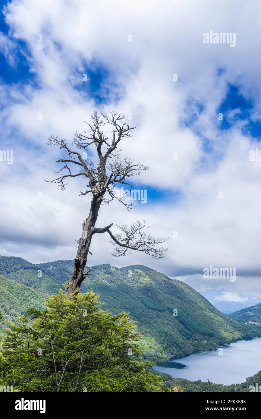 Albero e lago Tinquilco, Parco Nazionale Huerquehue, Pucon, Cile, Sud America Foto Stock