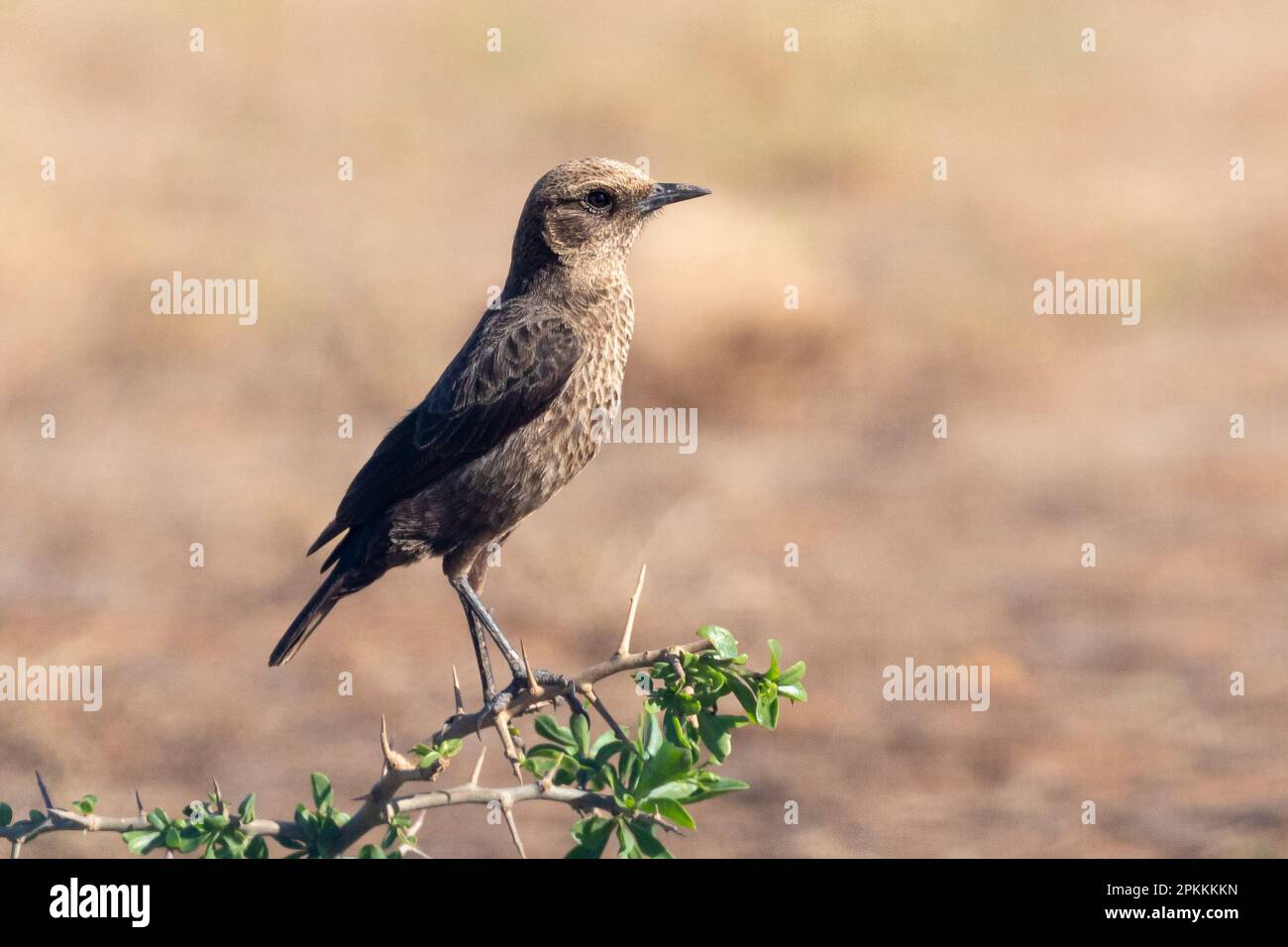 Ant-eating Chat o Southern Anteater Chat (Myrmecocichla formicivora) appollaiato sul ramo, Capo orientale, Sud Africa Foto Stock