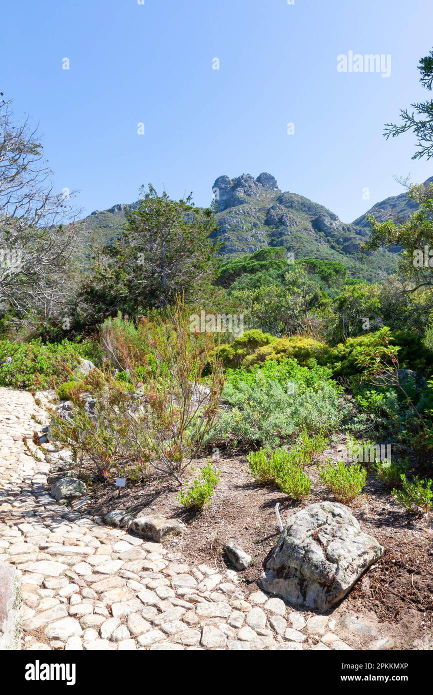 Passerella attraverso il Giardino Erica, il Giardino Botanico Nazionale di Kirstenbosch, Città del Capo, Capo Occidentale, Sud Africa con vista su Castle Rock Foto Stock