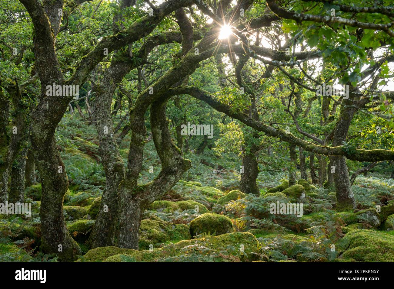 Estate mattina sole che sorge attraverso Black a Tor Copse nel Dartmoor National Park, Devon, Inghilterra, Regno Unito, Europa Foto Stock
