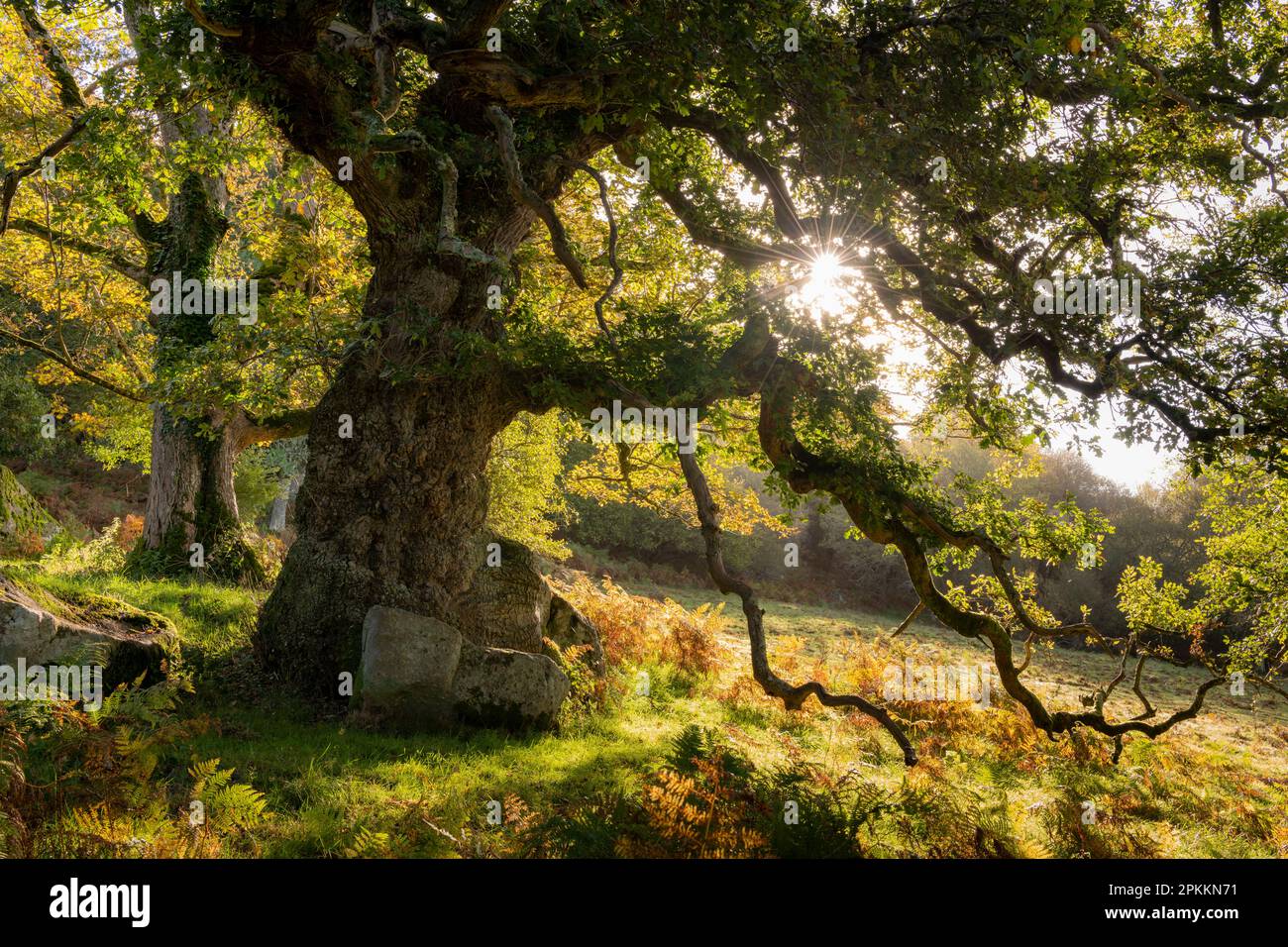 Sole che sorge attraverso i rami di un antico querce, in autunno, Dartmoor, Devon, Inghilterra, Regno Unito, Europa Foto Stock