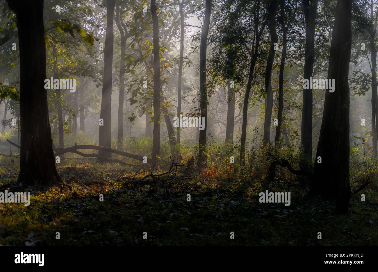 La foresta oscura e misteriosa del Parco Nazionale di Nagarahole, India meridionale. Foto Stock