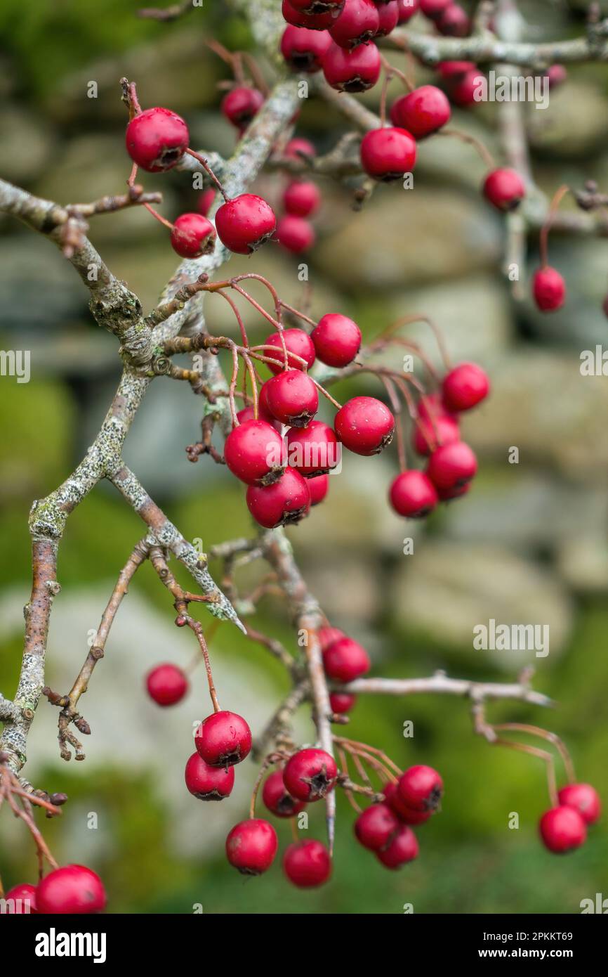 Primo piano di bacche di biancospino rosso brillante / cremisi che crescono sulla macchia di biancospino comune (Crataegus monogyna), nel mese di novembre, Cumbria, Inghilterra, UK Foto Stock