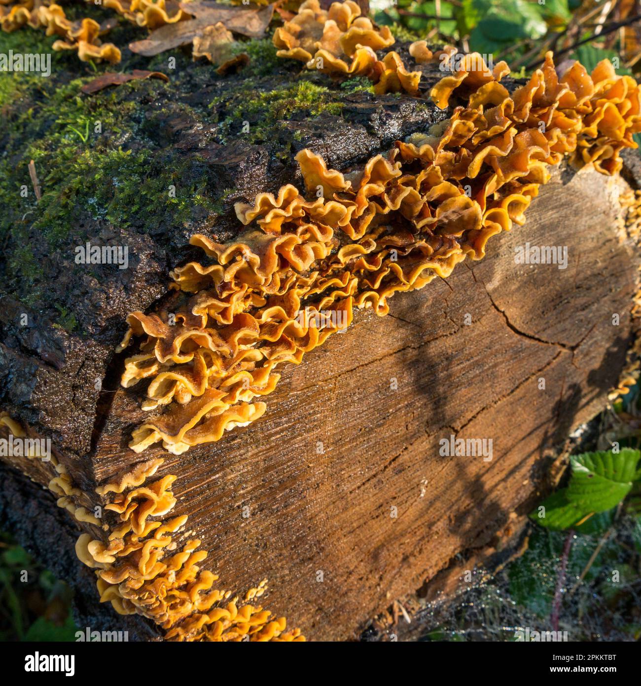 Crosta di cortina pelosa (Stereum hirsutum) fungo della staffa che cresce sul tronco morto dell'albero, Cumbria, Inghilterra, Regno Unito Foto Stock