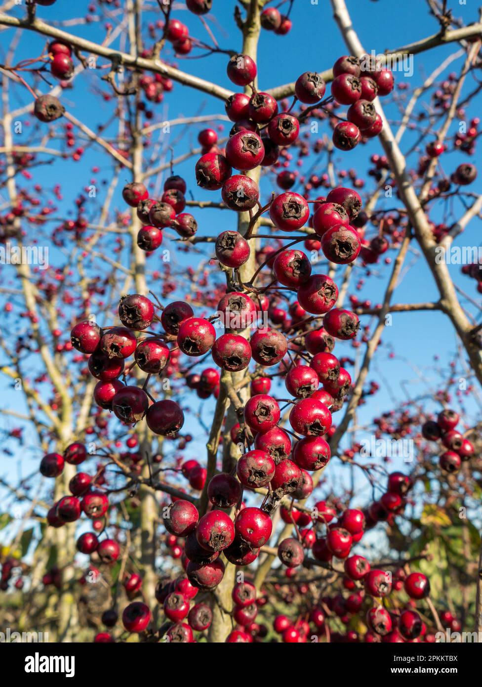Rosso brillante / bacche di biancospino cremisi che crescono sulla macchia di biancospino comune (Crataegus monogyna), nel mese di novembre, Derbyshire Inghilterra, Regno Unito Foto Stock