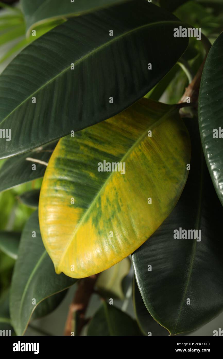 Pianta della casa con malattia di flight delle foglie, vista di primo piano Foto Stock