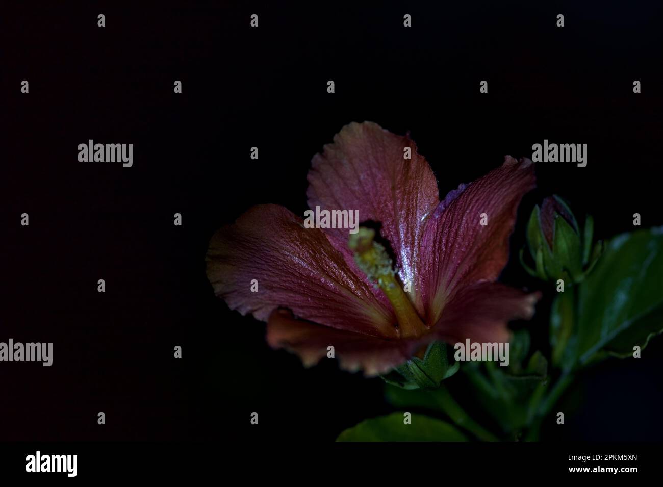 Ibisco in fiore sotto una luce diretta vista da vicino Foto Stock