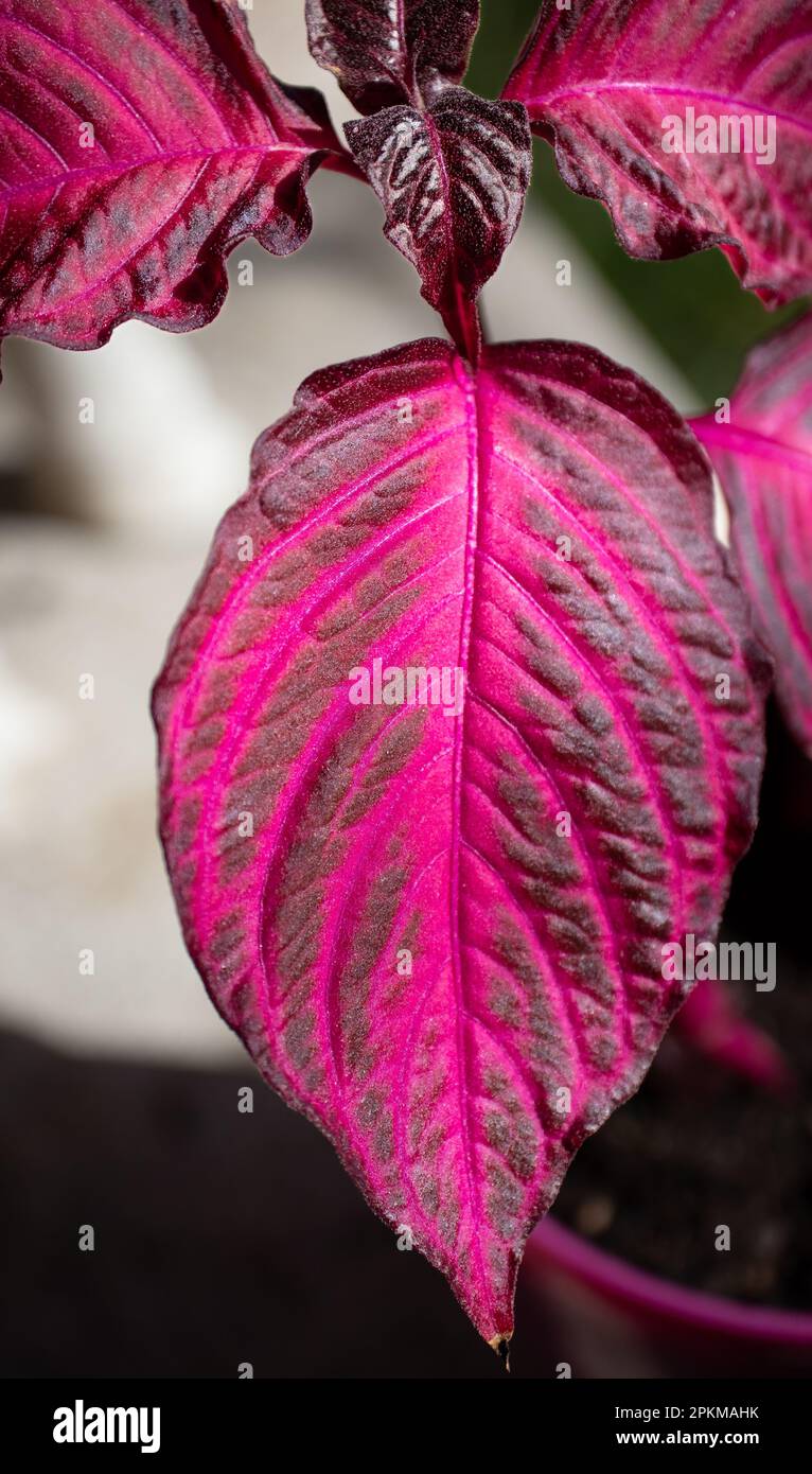 Fotografía macro de una hoja de Coleus Foto Stock